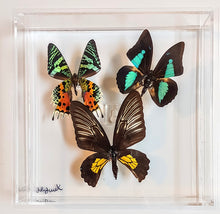 Load image into Gallery viewer, Framed Butterflies-Mounted Butterflies-Preserved Butterflies
