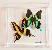Load image into Gallery viewer, Framed Butterflies-Mounted Butterflies-Preserved Butterflies