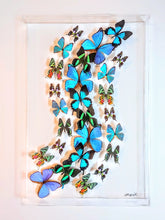 Load image into Gallery viewer, Framed Butterflies-Mounted Butterflies-Preserved Butterfliesmed butterfly, butterfly art