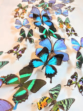 Load image into Gallery viewer, Framed Butterflies-Mounted Butterflies-Preserved Butterfliesmed butterfly, butterfly art