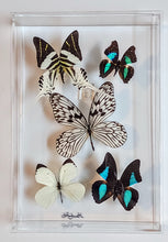 Load image into Gallery viewer, Framed butterflies preserved in acrylic display