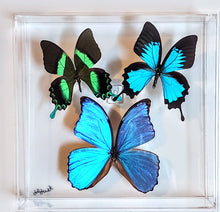 Load image into Gallery viewer, Framed Butterflies-Mounted Butterflies-Preserved Butterflies