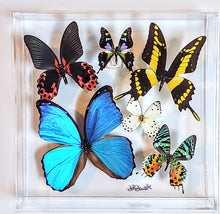 Load image into Gallery viewer, Framed Butterflies-Mounted Butterflies-Preserved Butterflies