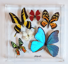 Load image into Gallery viewer, Framed Butterflies-Mounted Butterflies-Preserved Butterflies
