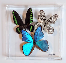 Load image into Gallery viewer, real framed butterflies