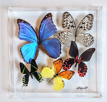 Load image into Gallery viewer, Framed Butterflies-Mounted Butterflies-Preserved Butterflies