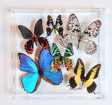 Load image into Gallery viewer, framed butterflies real