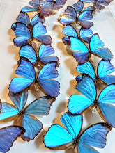 Load image into Gallery viewer, Framed Butterflies-Mounted Butterflies-Preserved Butterflies