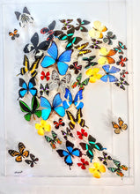 Load image into Gallery viewer, Framed Butterflies-Mounted Butterflies-Preserved Butterflies