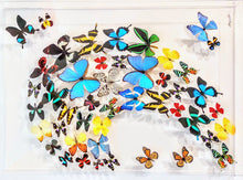 Load image into Gallery viewer, Framed Butterflies-Mounted Butterflies-Preserved Butterflies