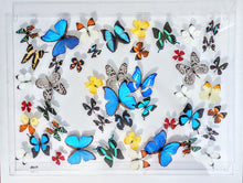 Load image into Gallery viewer, A framed acrylic display case showcasing a variety of mounted butterflies in different colors.