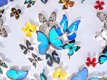 Load image into Gallery viewer, Framed Butterflies-Mounted Butterflies-Preserved Butterflies