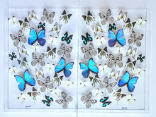 Load image into Gallery viewer, Framed Butterflies-Mounted Butterflies-Preserved Butterflies