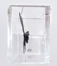 Load image into Gallery viewer, Framed Butterflies-Mounted Butterflies-Preserved Butterflies