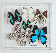 Load image into Gallery viewer, Framed Butterflies-Mounted Butterflies-Preserved Butterflies