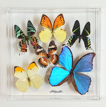 Load image into Gallery viewer, Framed Butterflies-Mounted Butterflies-Preserved Butterflies