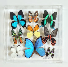 Load image into Gallery viewer, Preserved butterfly wall art framed in clear acrylic.