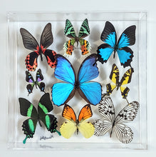 Load image into Gallery viewer, Preserved butterfly wall art framed in clear acrylic.