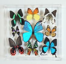 Load image into Gallery viewer, Preserved butterfly in frame with clear acrylic front.