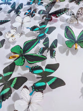 Load image into Gallery viewer, Framed Butterflies-Mounted Butterflies-Preserved Butterflies