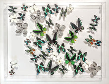 Load image into Gallery viewer, Framed Butterflies-Mounted Butterflies-Preserved Butterflies
