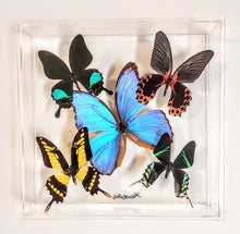 Load image into Gallery viewer, framed butterfly art
