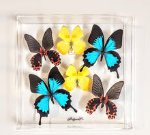 Load image into Gallery viewer, framed preserved butterflies