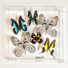 Load image into Gallery viewer, mounted butterfly art