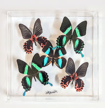 Load image into Gallery viewer, mounted butterfly art