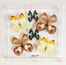 Load image into Gallery viewer, framed preserved butterflies