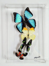 Load image into Gallery viewer, Butterfly Wall Art – Framed Real Butterfly Display – Nature Decor