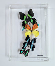 Load image into Gallery viewer, Butterfly Wall Art – Framed Real Butterfly Display – Nature Decor (Copy)