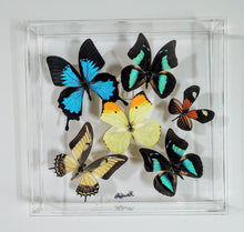 Load image into Gallery viewer, Framed Butterflies-Mounted Butterflies-Preserved Butterflies