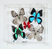 Load image into Gallery viewer, Framed Butterflies-Mounted Butterflies-Preserved Butterflies