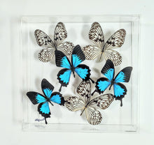 Load image into Gallery viewer, Framed Butterflies-Mounted Butterflies-Preserved Butterflies