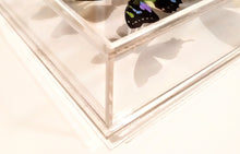 Load image into Gallery viewer, Framed Butterflies-Mounted Butterflies-Preserved Butterflies