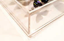 Load image into Gallery viewer, new! 10&quot;x30&quot;x2.5 Butterfly Display
