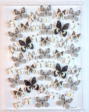 Load image into Gallery viewer, 35"x25" Framed Butterflies-Mounted Butterflies-Preserved Butterflies