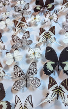 Load image into Gallery viewer, 35"x25" Framed Butterflies-Mounted Butterflies-Preserved Butterflies