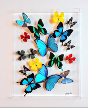Load image into Gallery viewer, real framed butterflies in acrylic frame