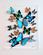 Load image into Gallery viewer, real framed butterflies 15x20 inch
