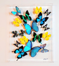 Load image into Gallery viewer, real framed butterflies