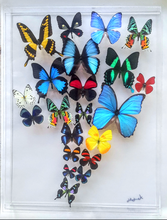 Load image into Gallery viewer, Framed Butterflies-Mounted Butterflies-Preserved Butterflies