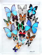 Load image into Gallery viewer, Framed Butterflies-Mounted Butterflies-Preserved Butterflies