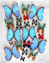 Load image into Gallery viewer, Framed Butterflies-Mounted Butterflies-Preserved Butterflies
