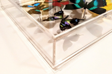 Load image into Gallery viewer, 26x36x2.5&quot; mounted butterflies  preserved butterflies, butterfly taxidermy, butterfly collection butterfly displays, framed butterfly, butterfly art
