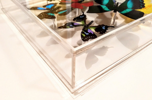 10"x30" butterflies, butterfly art, preserved butterflies, butterfly taxidermy, butterfly collection