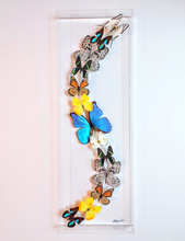 Load image into Gallery viewer, Framed Butterflies-Mounted Butterflies- Preserved Butterflies 10x30