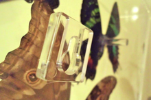 Load image into Gallery viewer, Framed Butterflies-Mounted Butterflies-Preserved Butterflies