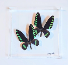 Load image into Gallery viewer, Framed Butterflies-Mounted Butterflies-Preserved Butterflies